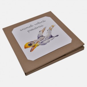 NOMENCLATURA DEGLI ANIMALI VOLANTI PREISTORICI