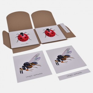 NOMENCLATURA DEGLI INSETTI UTILI ALL'AGRICOLTURA 2