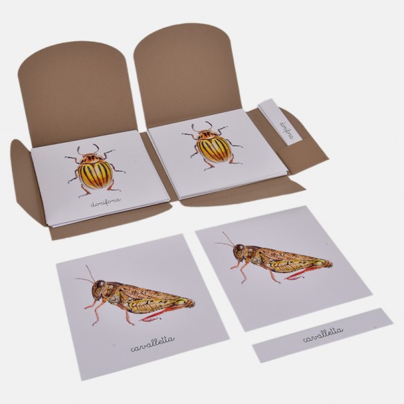 NOMENCLATURA DEGLI INSETTI DANNOSI ALL'AGRICOLTURA